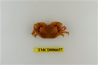 藏品(平背蜞)的圖片